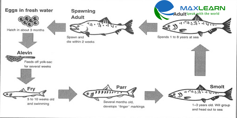 Chiến Lược Làm Bài Thi Liên Quan Đến Diagram